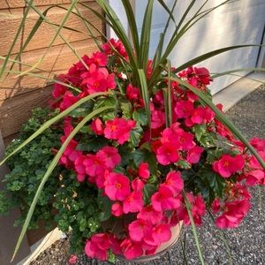 Meet your Posher, Caroline